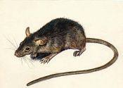 Rattus rattus (L.) attēls