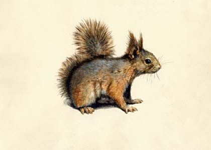 Sciurus vulgaris L. attēls