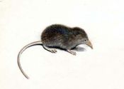 Sorex minutus L. attēls
