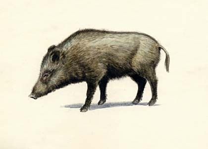 Sus scrofa L. attēls
