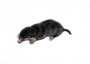 Talpa europaea L. attēls