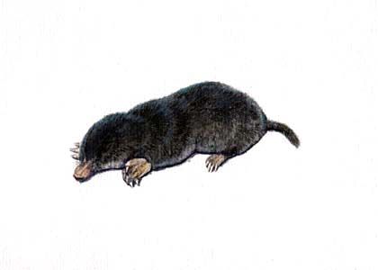 Talpa europaea L. attēls