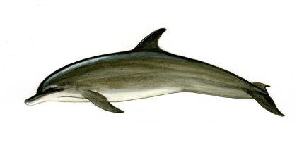 Tursiops truncatus (Montagu) attēls