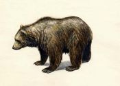 Ursus arctos (L.) attēls