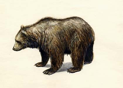 Ursus arctos (L.) attēls