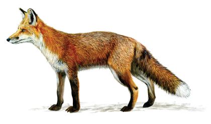 Vulpes vulpes (L.) attēls