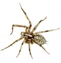 Agelena labyrinthica Clerck, 1757 attēls