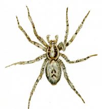 Anyphaena accentuata (Walckenaer, 1802) attēls