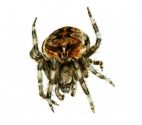 Araneus angulatus Clerck, 1757 attēls