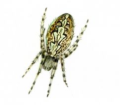 Aculepeira ceropegia (Walckenaer, 1802) attēls