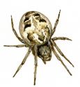 Larinioides cornutus (Clerck, 1757) attēls