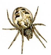 Larinioides cornutus (Clerck, 1757) attēls