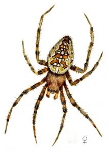 Araneus diadematus Clerck, 1757 attēls