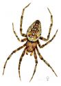 krusta zirneklis attēls