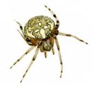 Araneus marmoreus Clerck, 1757 attēls