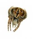 Araneus redii (Scopoli, 1763) attēls