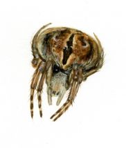 Araneus redii (Scopoli, 1763) attēls