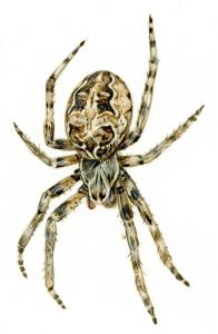 Larinioides sclopetarius (Clerck, 1757) attēls