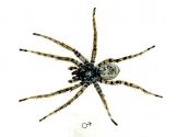 Arctosa cinerea (Fabricius, 1777) attēls