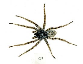 Arctosa cinerea (Fabricius, 1777) attēls