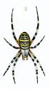 Argiope bruennichi (Scopoli, 1772) attēls