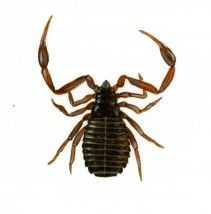 Chelifer cancroides (Linnaeus, 1758) attēls