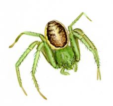 Diaea dorsata (Fabricius, 1777) attēls