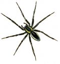 svītrainais krastmalu zirneklis attēls