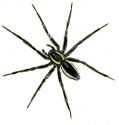 Dolomedes fimbriatus (Clerck, 1757) attēls