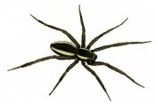 svītrainais krastmalu zirneklis attēls