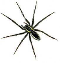 Dolomedes fimbriatus (Clerck, 1757) attēls