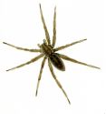 dižais krastmalu zirneklis attēls