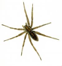 Dolomedes plantarius (Clerck, 1757) attēls