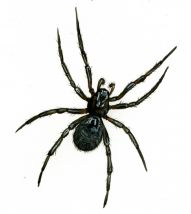 Enoplognatha thoracica (Hahn, 1833) attēls