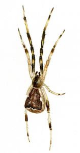 Episinus angulatus (Blackwall, 1836) attēls