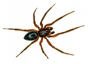 Hylyphantes graminicola (Sundevall, 1830) attēls