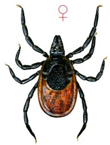 Ixodes persulcatus (Schulze) attēls
