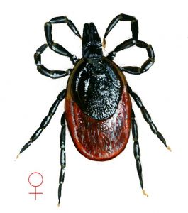 Ixodes ricinus (L.) attēls