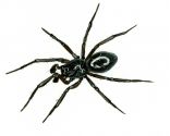 Lophomma punctatum (Blackwall, 1841) attēls