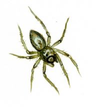 Minicia marginella (Wider, 1834) attēls