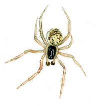 Paidiscura pallens (Blackwall, 1834) attēls