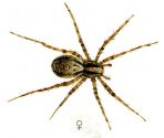 Pardosa lugubris (Walckenaer, 1802) attēls