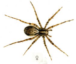 Pardosa lugubris (Walckenaer, 1802) attēls