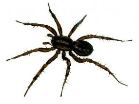 Pardosa pullata (Clerck, 1757) attēls