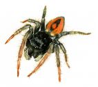 Philaeus chrysops (Poda, 1761) attēls