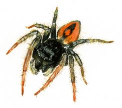 Philaeus chrysops (Poda, 1761) attēls