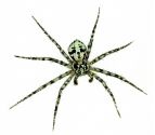 Philodromus margaritatus (Clerck, 1757) attēls