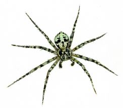 Philodromus margaritatus (Clerck, 1757) attēls