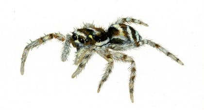 Salticus scenicus (Clerck, 1757) attēls