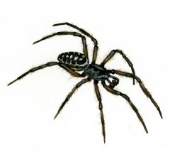 Steatoda albomaculata (De Geer, 1778) attēls